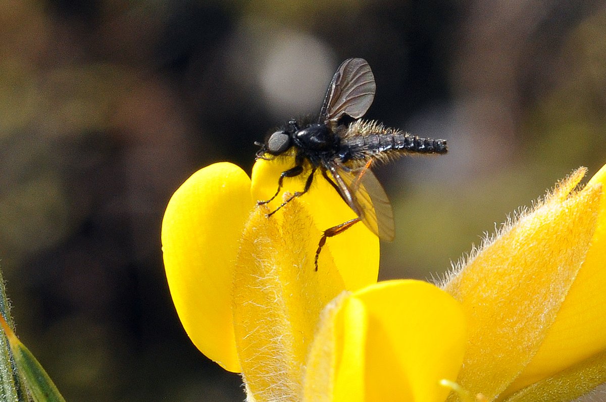 Now the Gorse is in flower look out for these tiny flies, collectively known as St Mark's Flies. The males are often seen perched on flowers, like this one at Castlemorton Common, nr Malvern #FliesofBritainandIreland @gailashton @Ecoentogeek @StevenFalk1 @WorcsWT @MalvHillsTrust
