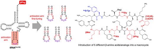 Fine-tuning the tRNA anticodon arm for multiple/consecutive incorporations of β-amino acids and analogs doi.org/10.1093/nar/gk…
