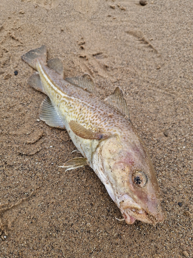 Hello Mr cod 🎣 #seafishing #fishinglife