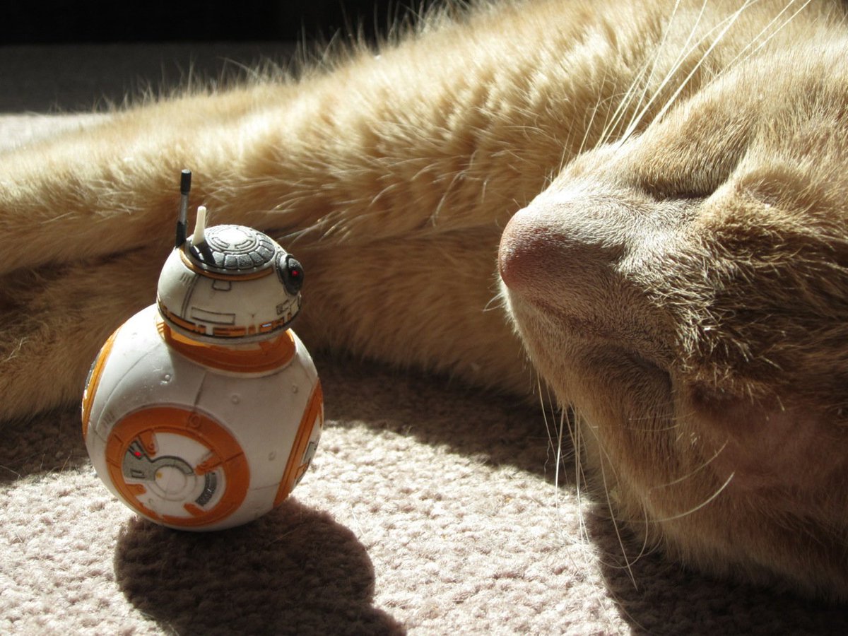 On this day in 2019, hushed happy beeps from #BB8 as he rolls up to a sleeping Ollie.
#toyphotography #starwarstheblackseries #catphotography