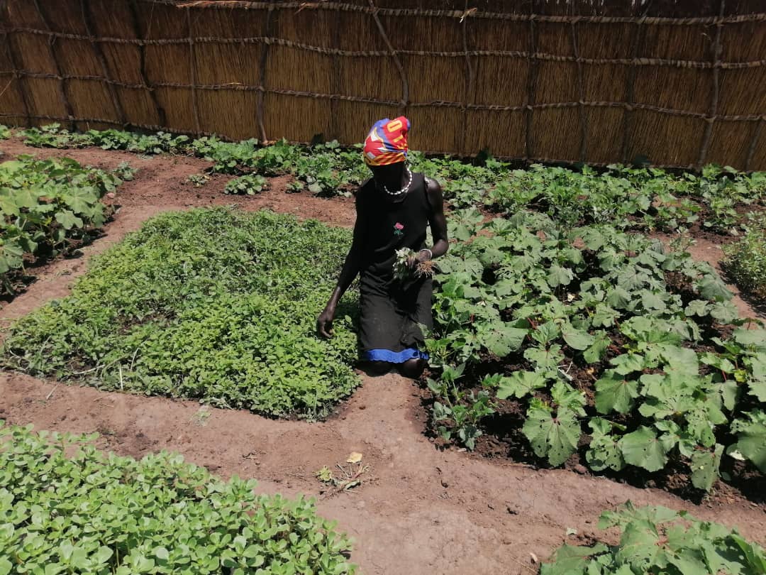 In Aweil South, farmers were able to maintain thriving dry season vegetable gardens for the EUTF and ACL projects using irrigation. Here are some exelerating pictures of farmers tending to their vegetables. All thanks to the support from @WFP_SouthSudan #SSOX #SouthSudan