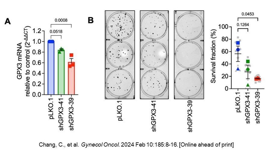 Using experimental models in a study supported by our division, @airdlab, @mythreyelab, @PhaetonRebecca, @NadineHempel, et al. found that GPX3 (an extracellular glutathione peroxidase) promotes #OvarianCancer progression @sciencedirect sciencedirect.com/science/articl….