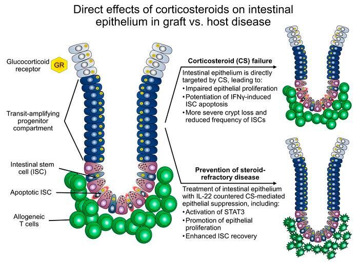 ASCI member @AlanHanash @MSKCancerCenter in @jclinicalinvest: Corticosteroids impair epithelial regeneration in immune-mediated intestinal damage: buff.ly/3VPGJoJ #Immunology #Transplantation