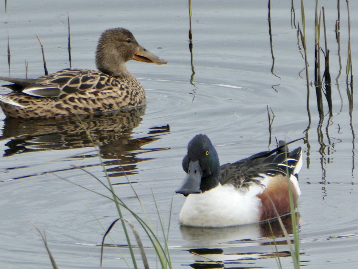 Walney_Island tweet picture