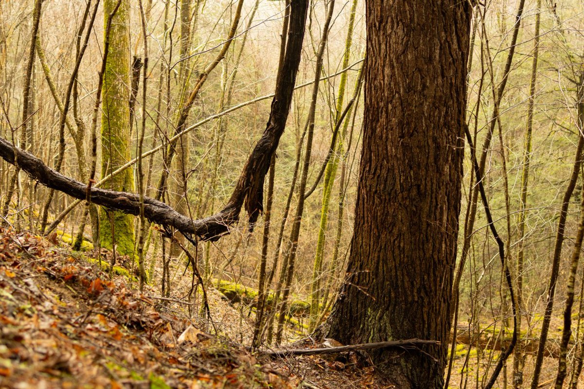 Third-largest eastern hemlock in West Virginia being cut down in timber project, Friends of Blackwater says trib.al/awBEdqs