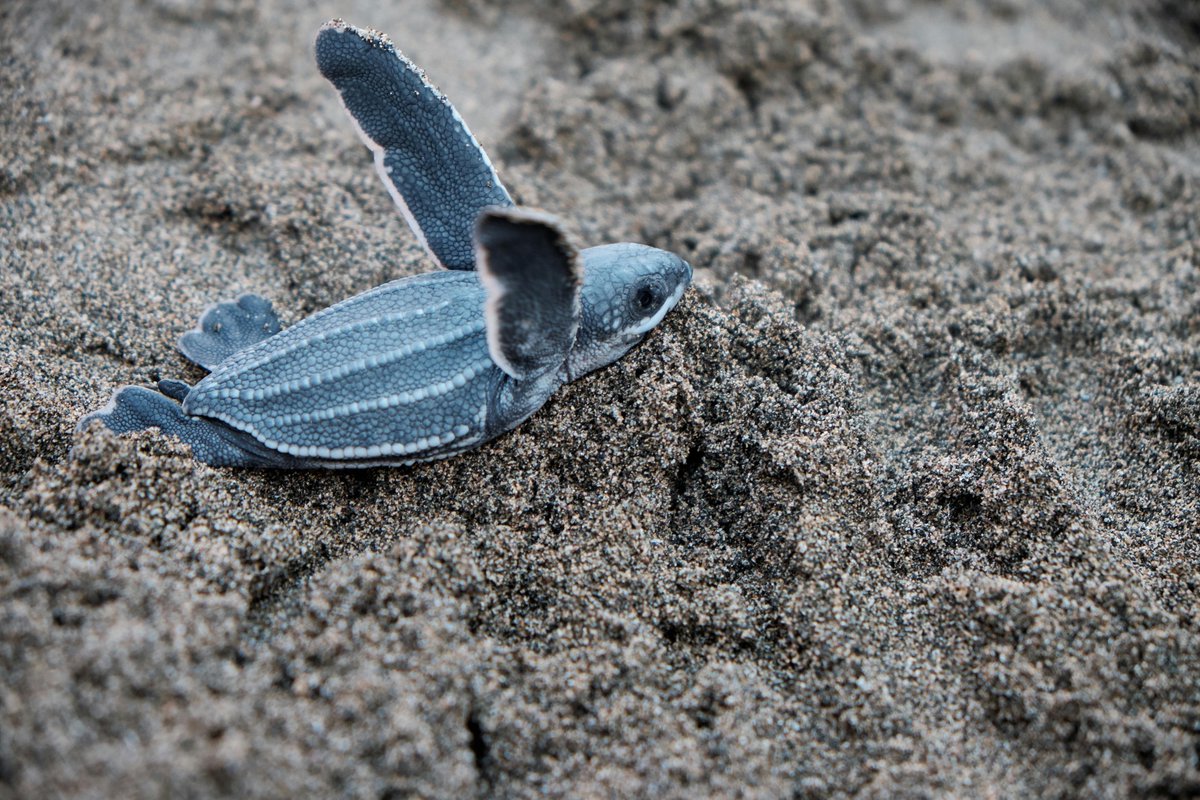 Oceanic Society (@oceanicsociety) on Twitter photo Big thanks to our amazing 2024 Web3 supporters, including <a href="/_bennycreator/">Benny’s Art & Apparel</a>, <a href="/sicoinsol24/">Sealwifhat $SI</a>, <a href="/MalMations90/">MalMations90</a>, <a href="/OctoPeepsNFTs/">OctoPeeps</a>, and <a href="/happystaking/">HAPPY Staking 🥳 ‧ Earn TOKE ‧ 🕛 Midnight</a>!
Your support means the world to us!🌎💙
You can join them by donating cryptocurrency via <a href="/TheGivingBlock/">The Giving Block</a> & <a href="/endaomentdotorg/">Endaoment.org / Endaoment.eth 👉 FWBFest</a>
📸Jolo Diaz Big thanks to our amazing 2024 Web3 supporters, including <a href="/_bennycreator/">Benny’s Art & Apparel</a>, <a href="/sicoinsol24/">Sealwifhat $SI</a>, <a href="/MalMations90/">MalMations90</a>, <a href="/OctoPeepsNFTs/">OctoPeeps</a>, and <a href="/happystaking/">HAPPY Staking 🥳 ‧ Earn TOKE ‧ 🕛 Midnight</a>!
Your support means the world to us!🌎💙
You can join them by donating cryptocurrency via <a href="/TheGivingBlock/">The Giving Block</a> & <a href="/endaomentdotorg/">Endaoment.org / Endaoment.eth 👉 FWBFest</a>
📸Jolo Diaz
