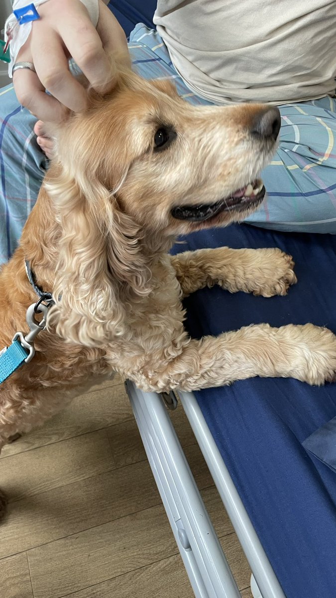 Wonderful visit from Ki and his owner Jane to @TeenageCancer YPU yesterday- really cheered people up, especially those missing their own pets from home ❤️ Thank you to @UHBCharity #PetsInHospital