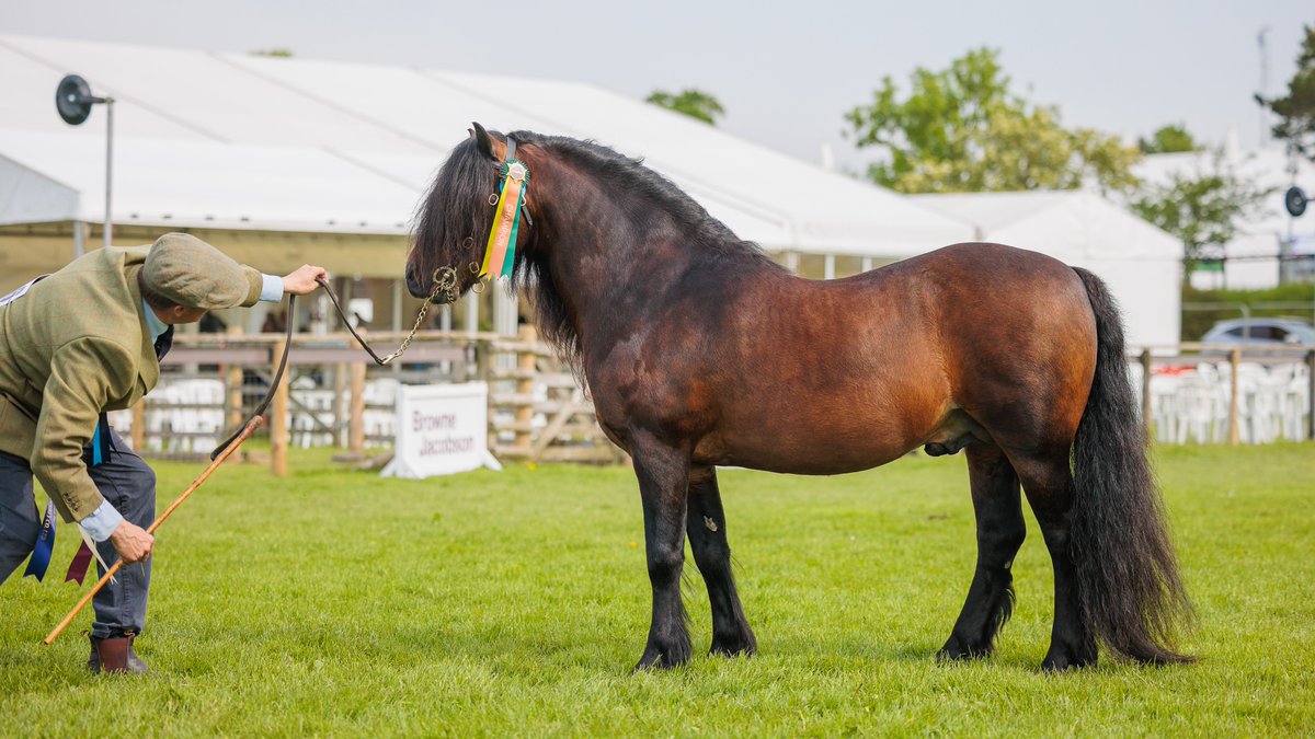 🐎 Just 4 days left until our horse and pony competition entries close 🐎 Gallop over to our website for full details or to enter online today: showingscene.com/events/devon-c… #equestrian #equestrianlife #devon #devonequestrian #horse #pony