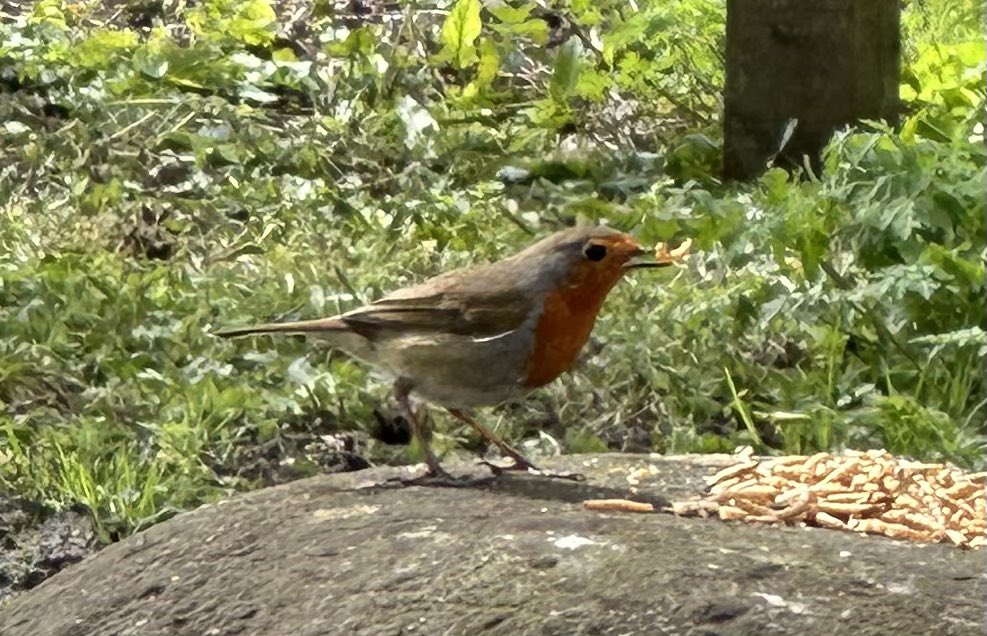 A dinner time treat…….. A Robin on a staddle stone