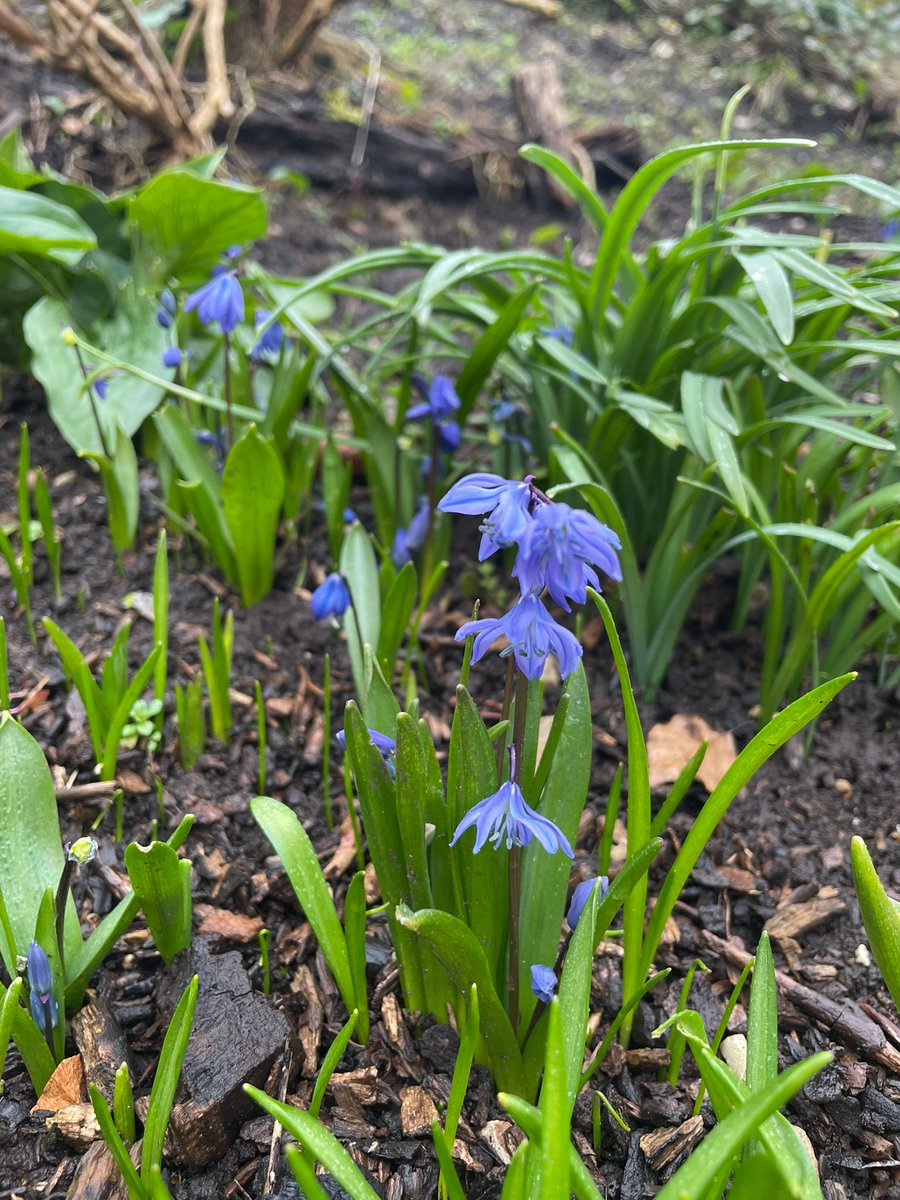 Spring flowers are bringing a splash of colour to Ilam Park. 📸 National Trust, and with thanks to Lucy, Lisa and Emma from the White Peak team for sharing these photos.