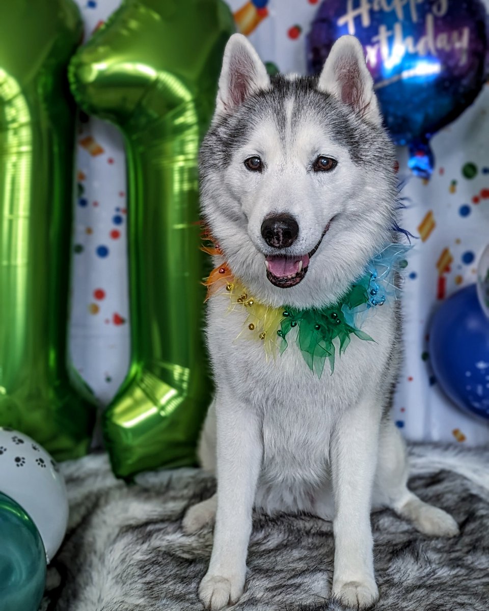 Gone to the Snow Dogs tweet media