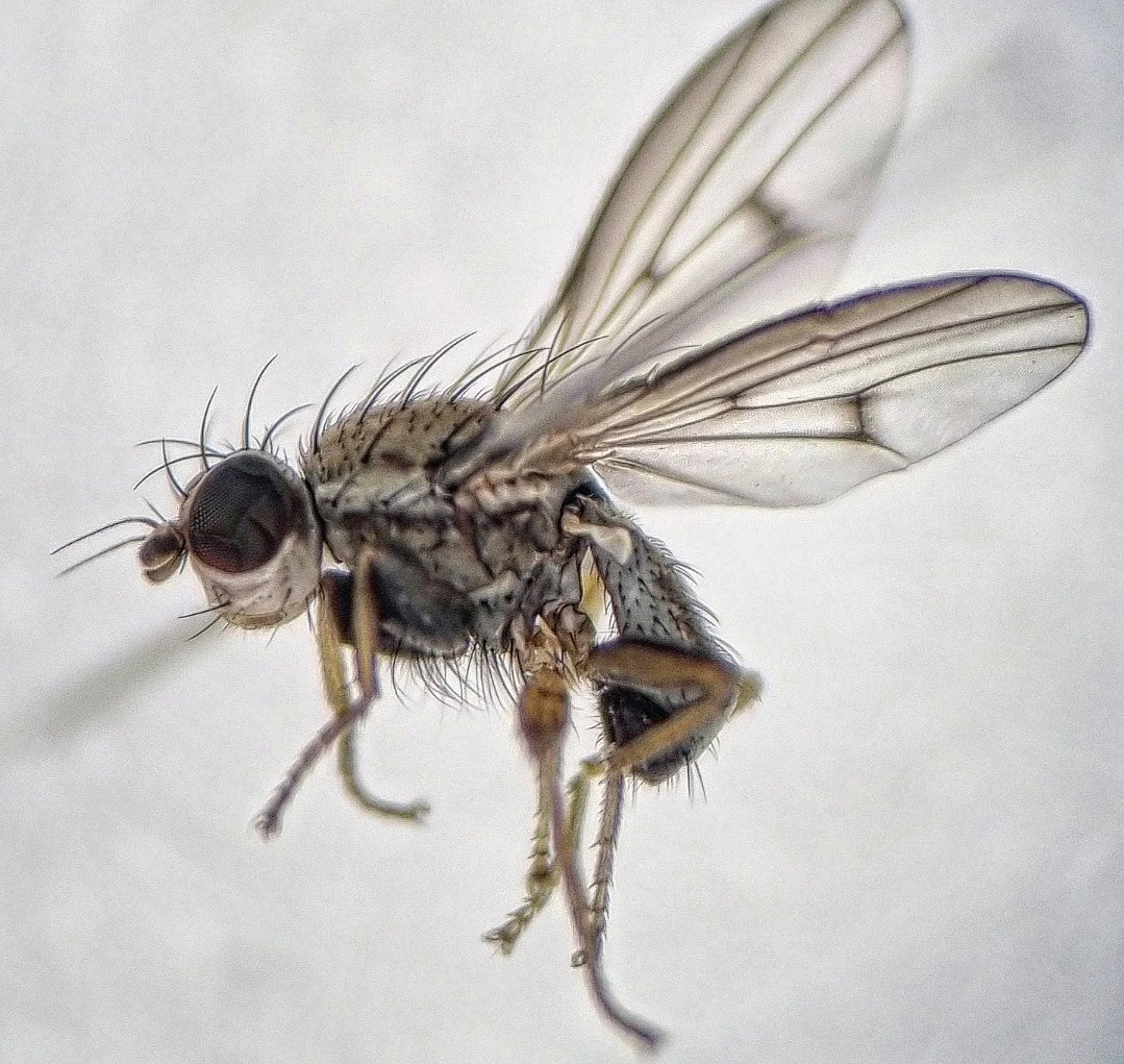 A few Dipterans from yesterdays sweeping on the shores of Lough Gill, Co Sligo. (Date: 03.iv.2024). Clinocera stagnalis (Empididae) Coenia curvicauda (Ephydridae) Pherbellia schoenherri (Sciomyzidae) and Trixoscelis obscurella (Trixocelididae).