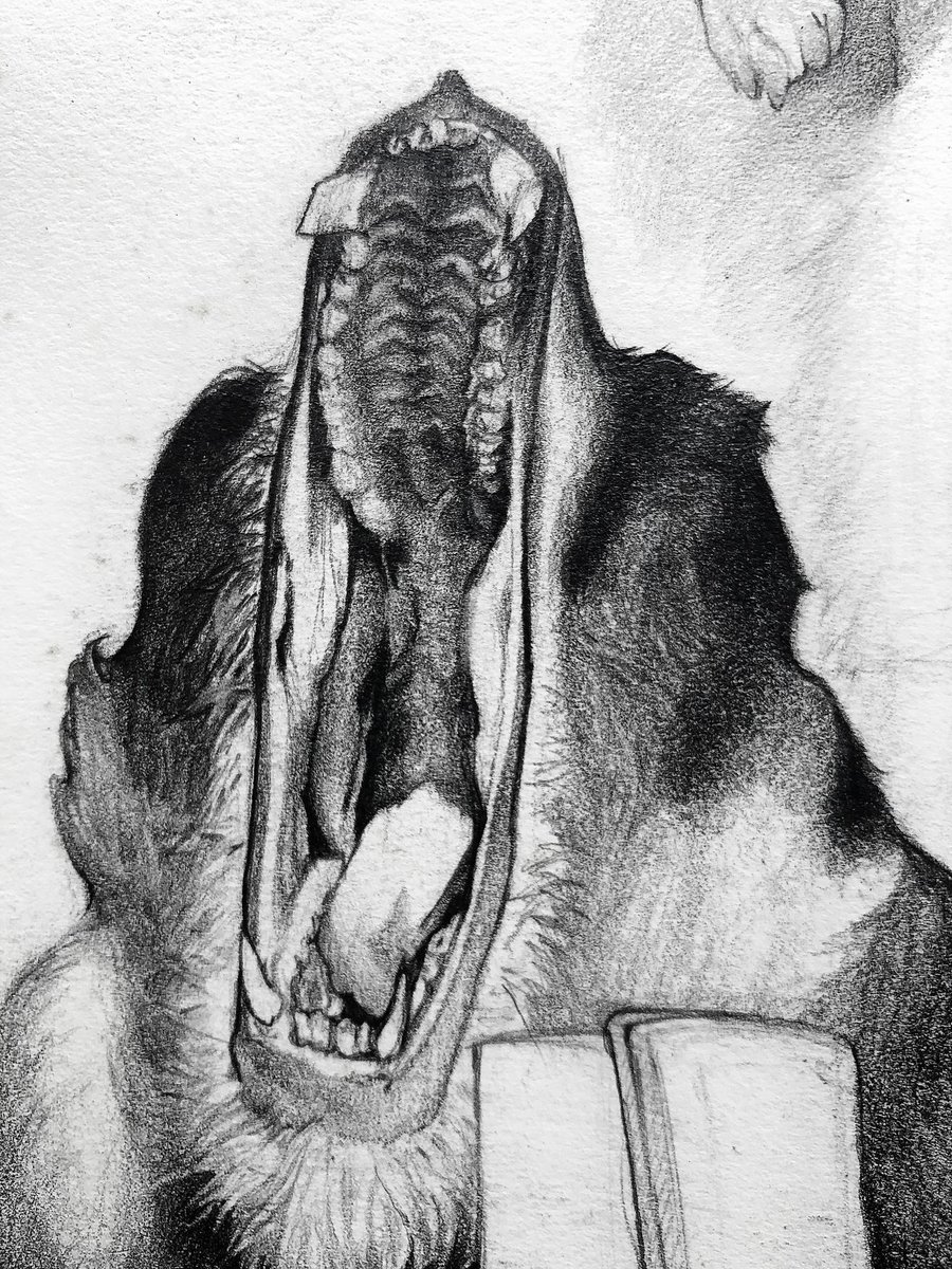 📕 2024 sketchbook WIP - Baboons are kinda fun to draw -  Graphite on drawing paper 

#GraphiteDrawing #PencilDrawing #Drawing #Art #Sketch #PortraitDrawing #ArtistOnTwitter