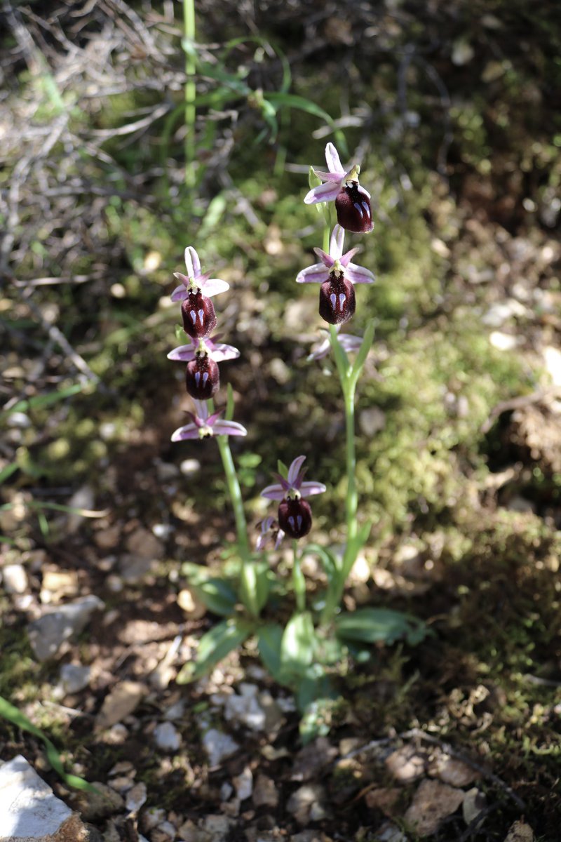 This beautiful plant is one of the first orchid species I saw when I arrived on the island: this is Ophrys ferrum-equinum 📍 Rhodes, Greece