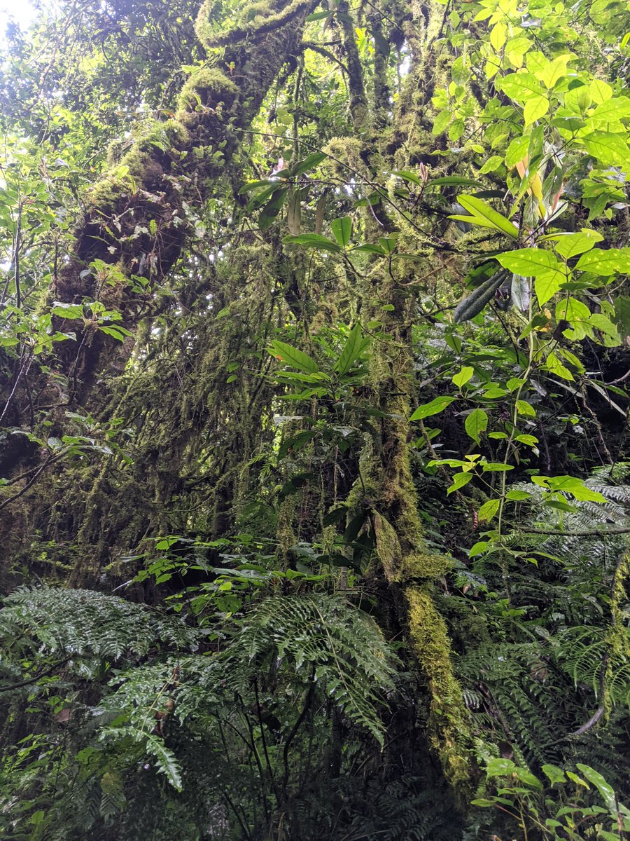 Dear brothers and sisters, remember to choose life!!
Good night/ evening From nyungwe national park!