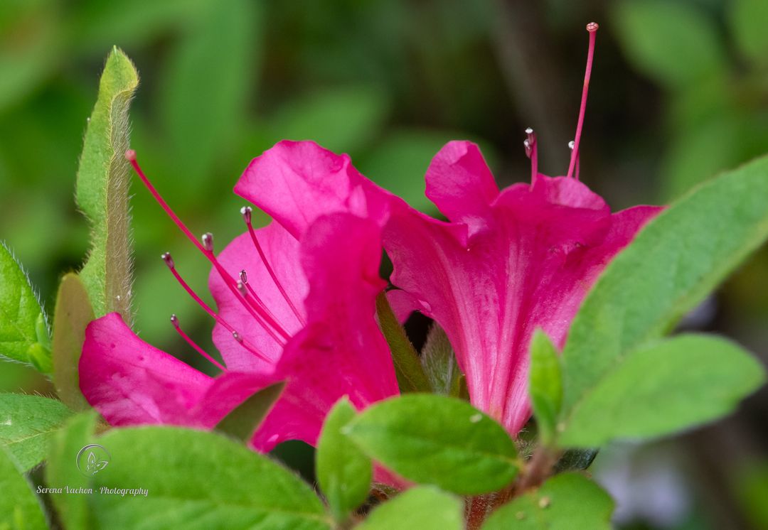 Azaleas are blooming! #Flowers #FlowersOfTwitter #flowerphotography