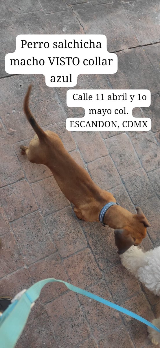 Perro salchicha cafe beige collar azul visto @ColoniaEscandon @MascotasSismo @lawera33 @UbicapetMexico @911Canino