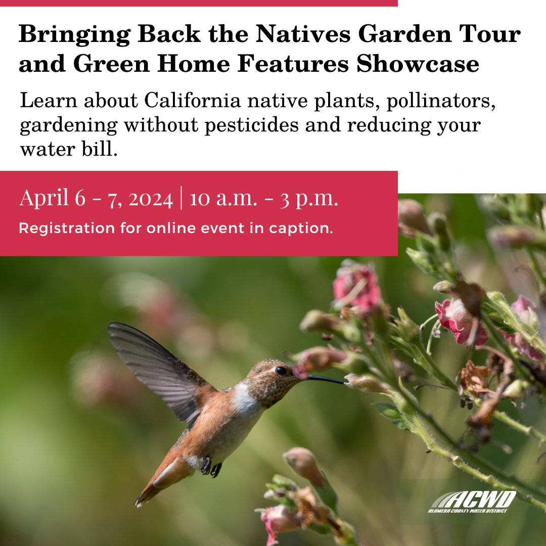 Join ACWD, a proud sponsor of the Bringing Back the Natives Garden Tour and Green Home Features Showcase, for a virtual tour of California native plant gardens and presentations about water-efficient landscaping! Registration is required. Register at bringingbackthenatives.net/2024-tour-regi….