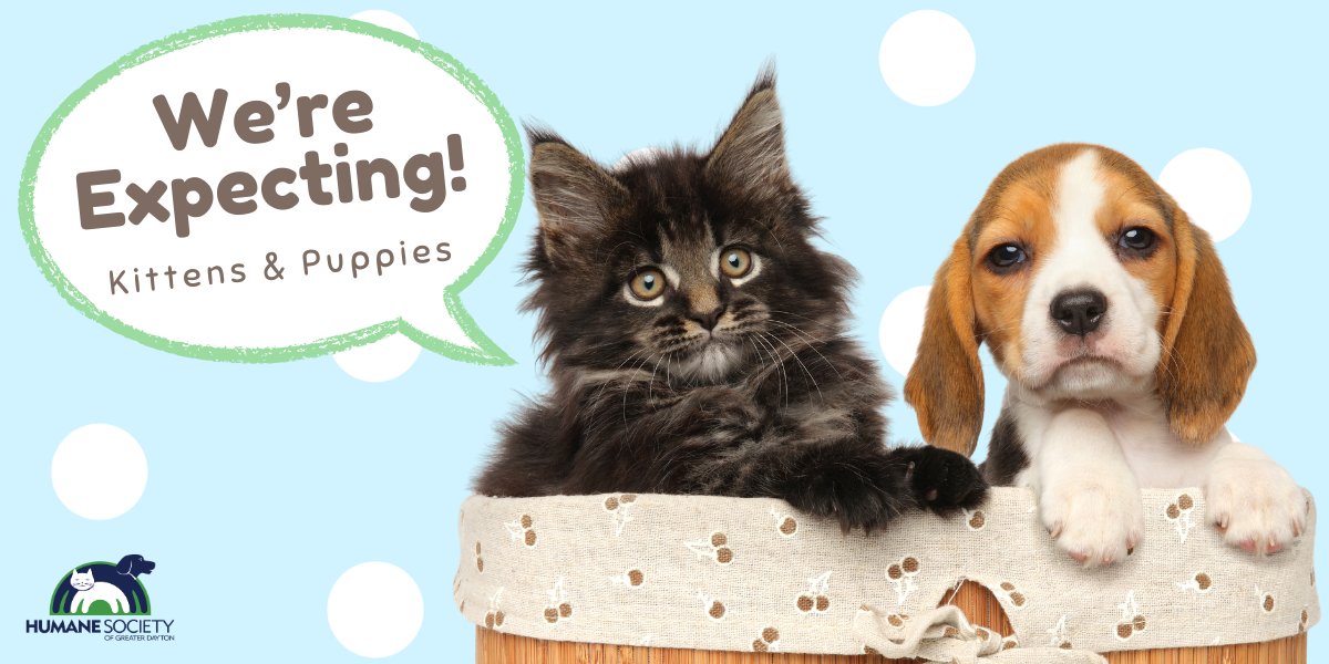 We're expecting! Kitten and puppy season is upon us! With hundreds of babies expected to come through our shelter this year, we have a very generous donor who has agreed to match every donation made to support our foster babies up to $3,000! Give now at e.givesmart.com/events/Ck3/