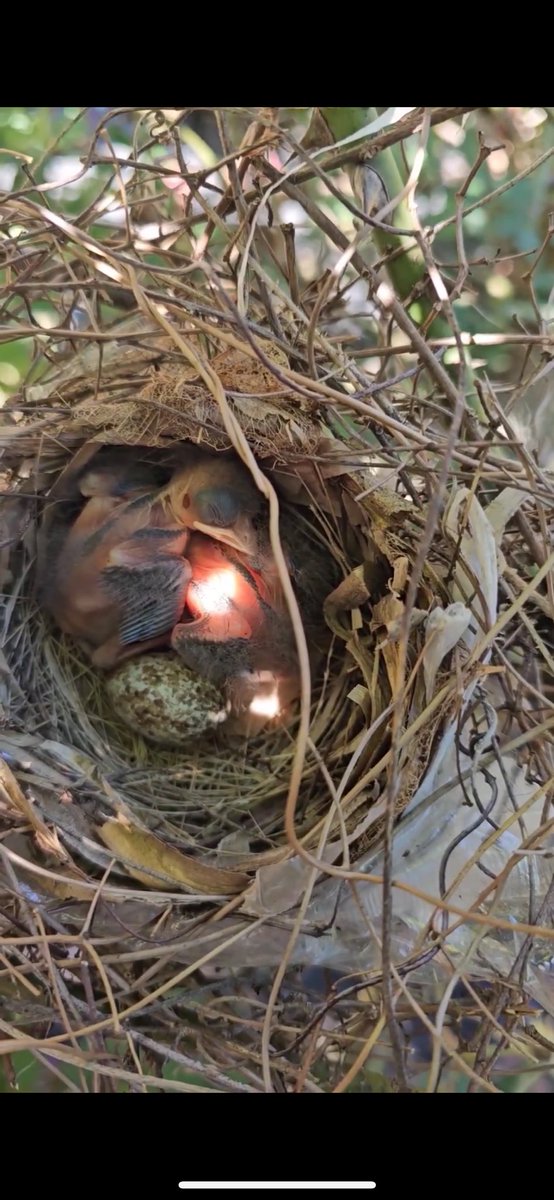 SFE has baby cardinals! ♥️ @HumbleISD_SFE @HumbleISD so cool to see all the stages of the lifecycle happening in our very own atrium! 🌹 @HumbleISD @Humble_Science