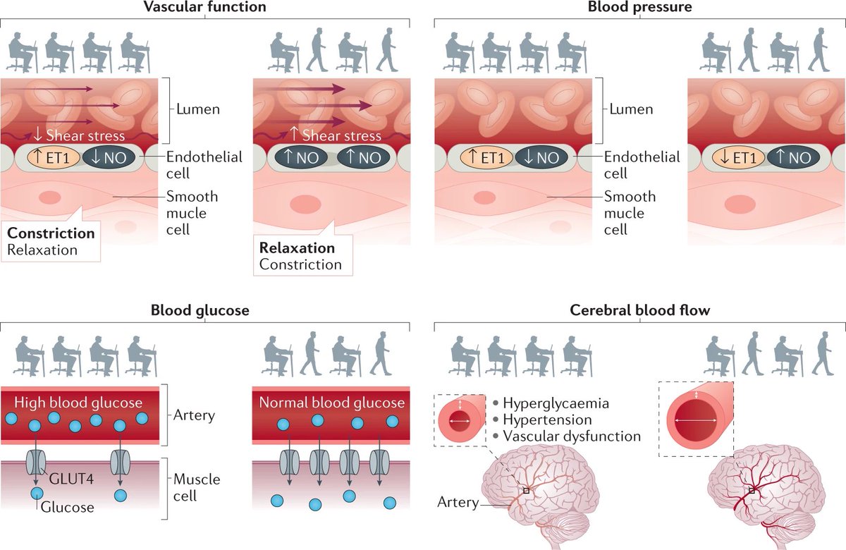 Sit less and move more for cardiovascular health: Potential mechanisms for the sitting-induced risk of cardiovascular disease… nature.com/articles/s4156…