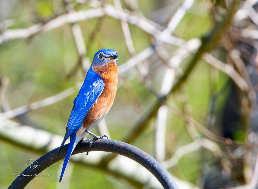 Eastern Bluebird #birds #birdphotography #BirdsOfTwitter #NaturePhotography