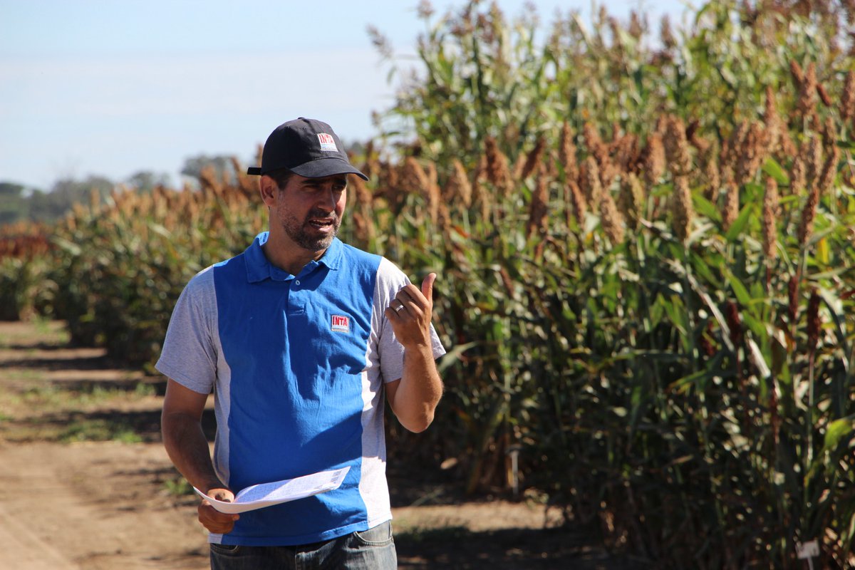 IntaManfredi's tweet image. #SORGO | Recorrida técnica a campo en #INTAManfredi 🌾👨‍🌾

Junto a una gran convocatoria de más de 50 asistentes, entre productores, profesionales y empresas del sector, se realizó una jornada a campo para recorrer los #ensayos demostrativos en el Módulo #Experimental de Sorgo.