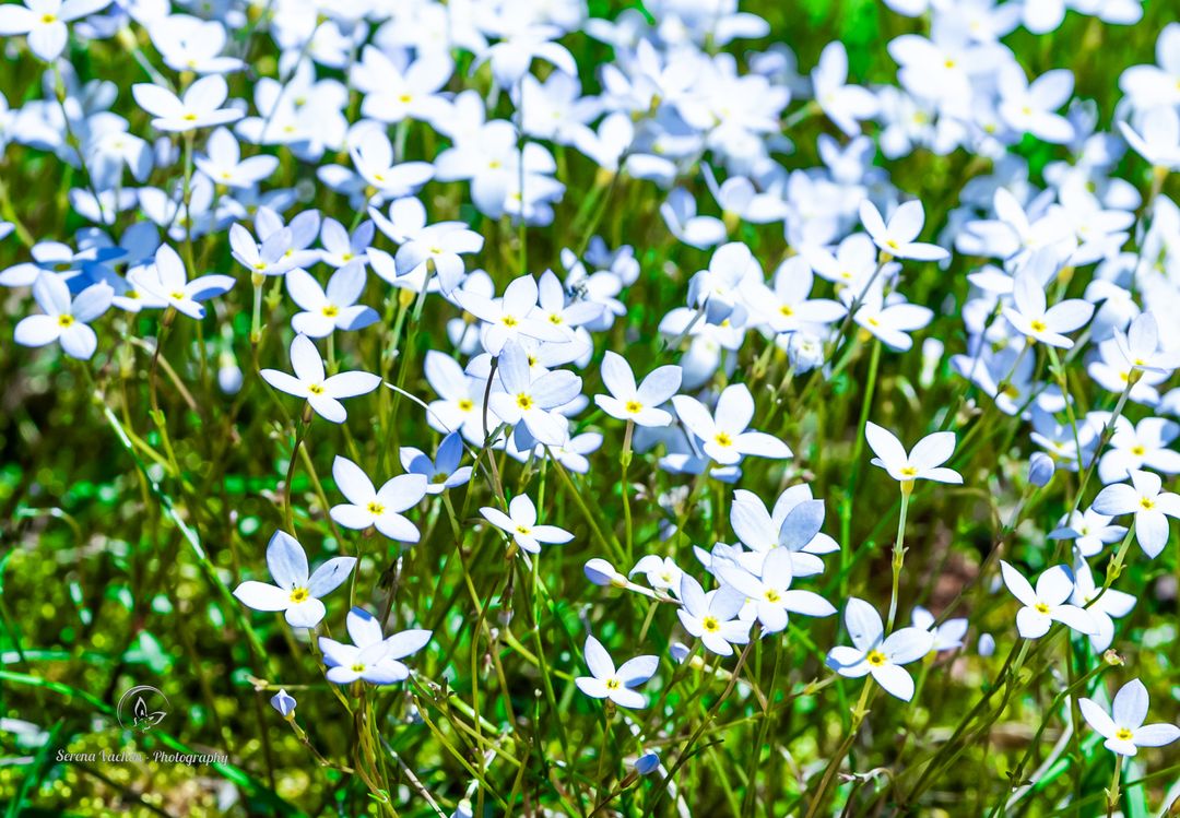 Welcome spring flowers #spring #flowers #flowerphotography #FlowersOfTwitter