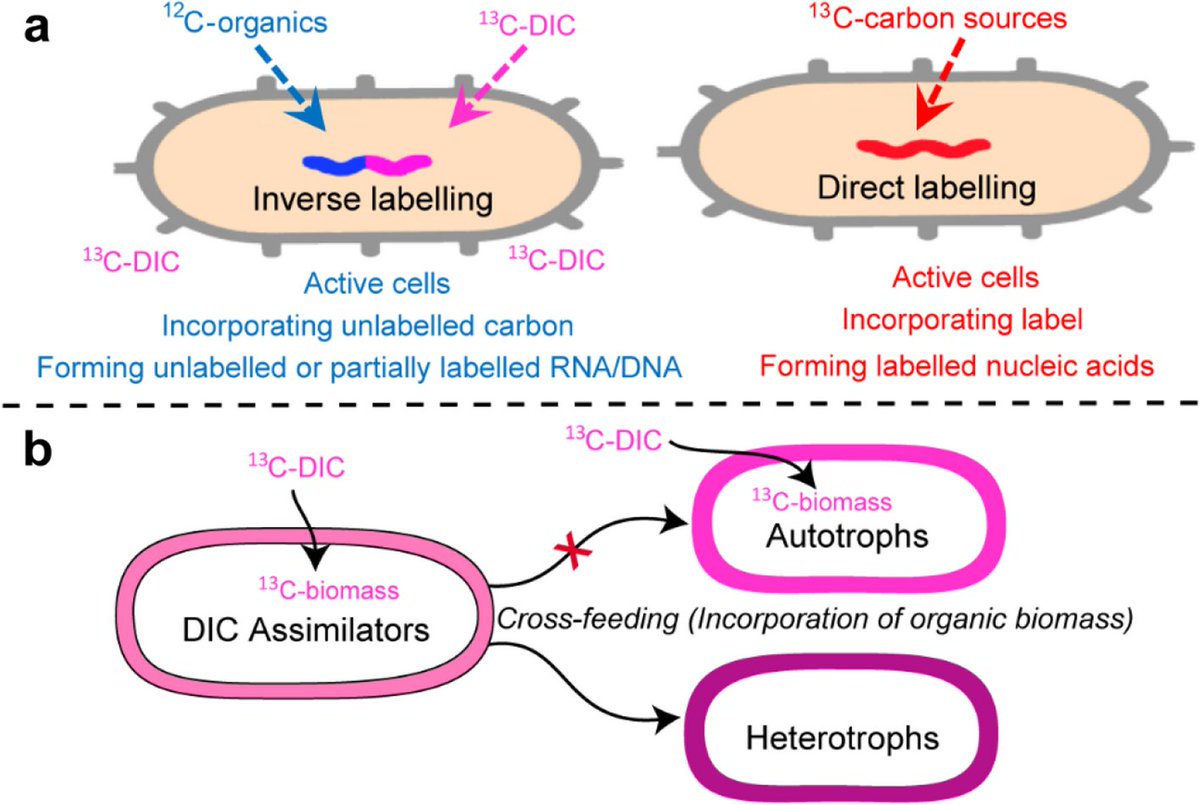 Physiological versatility of ANME-1 and Bathyarchaeotoa-8 archaea evidenced by inverse stable isotope labeling dlvr.it/T54NKC