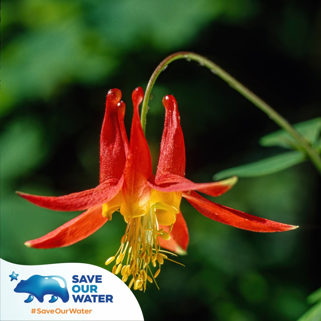 If you reside in El Dorado County, consider planting California Native plants that are native to your region! Here are some examples: 🌱 Common Spikerush (Eleocharis macrostachya) 🌱 Buck Brush (Ceanothus cuneatus) 🌱 Western Columbine (Aquilegia formosa)