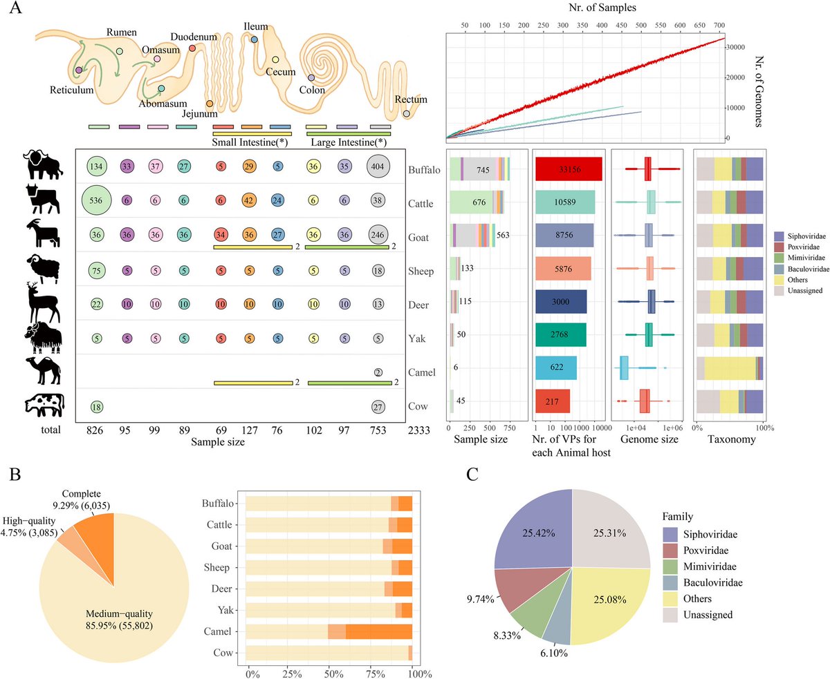 A compendium of ruminant gastrointestinal phage genomes revealed a higher proportion of lytic phages than in any other environments dlvr.it/T54NNk