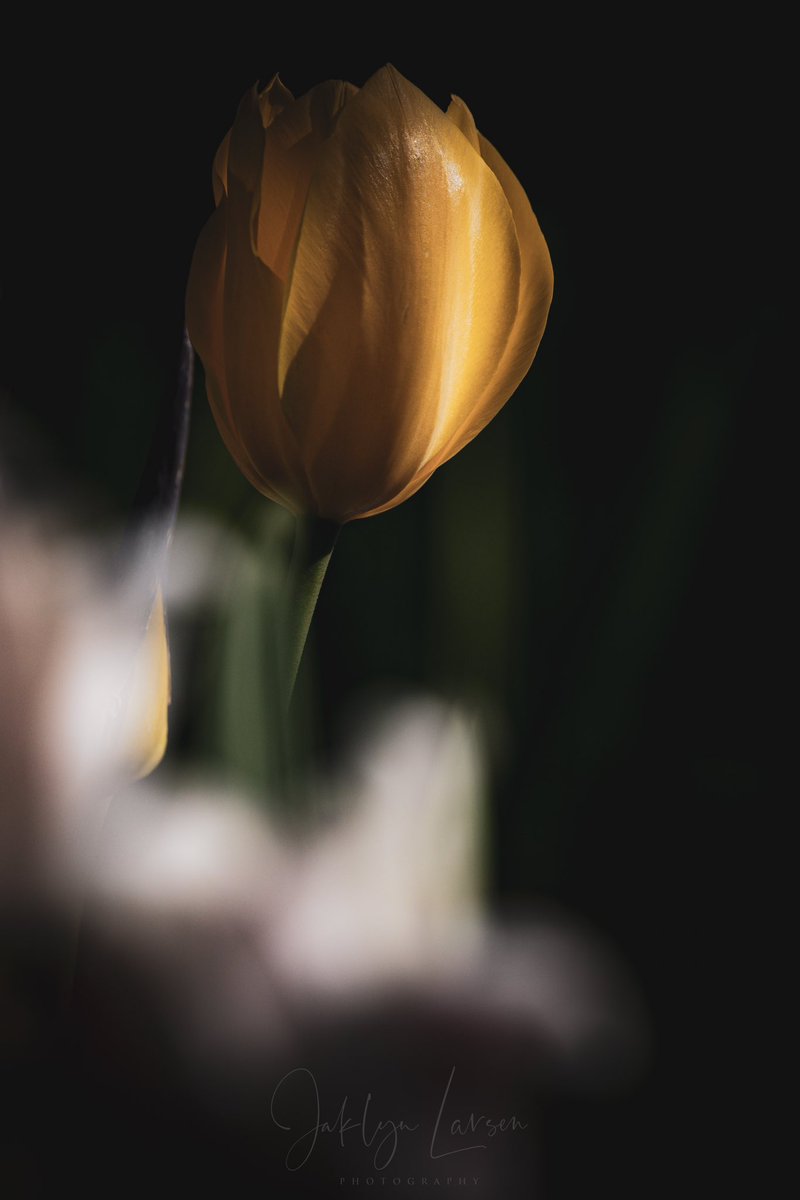 My flower garden is in full bloom right now, and it makes me so happy! It’s so special to be able to go into my own yard during different times of day, with different lighting, to capture images of them. 💐