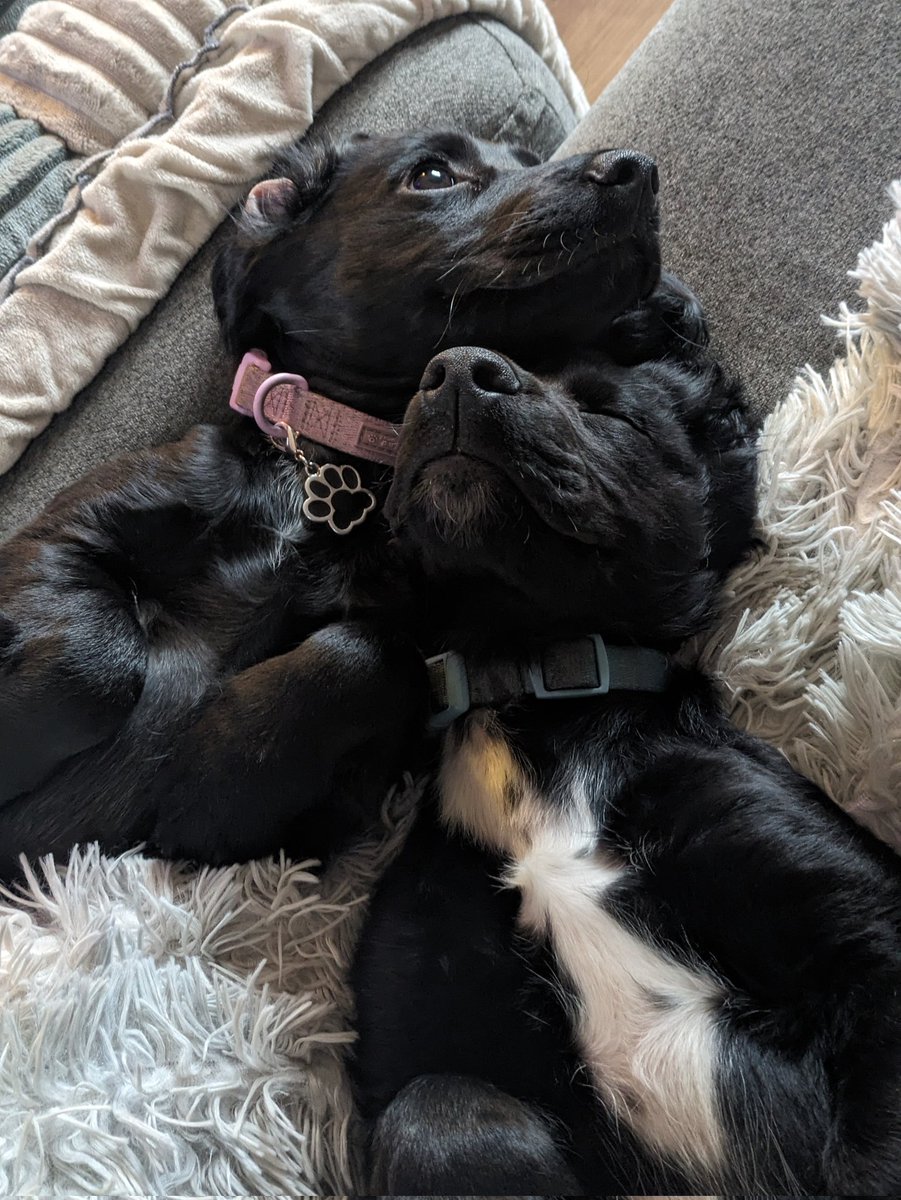 Life is better with puppies.