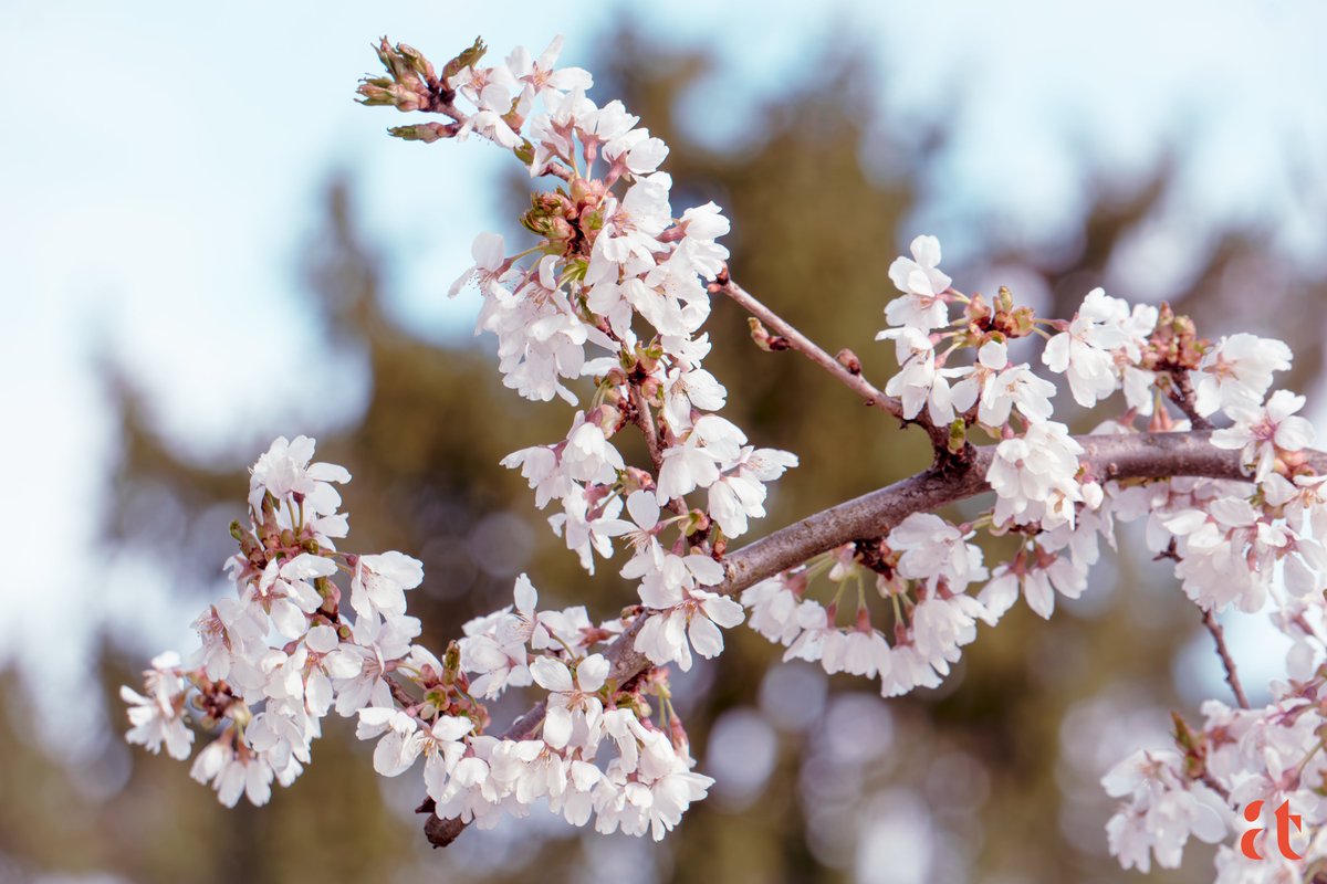 Bloom-in-Time-by-Aravind-Reddy-Tarugu #Photographer #Shutterbug #NaturePhotography #Aravind #Reddy #Tarugu #AravindReddyTarugu #AravindNature #NatureMacro #VibrantBloom #BloomInTime #CherryBlossomSeason #SakuraSpectacle #SpringAwakening #PeakBloom #FloralPhotography