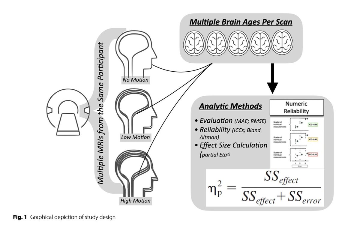 🚨 Do you do research on "brain age"? Well, we have a new paper for you focused on BA and subject motion 🚨 

... We have been interested in how subject movement may impact these measures. /1
braininformatics.springeropen.com/articles/10.11…
