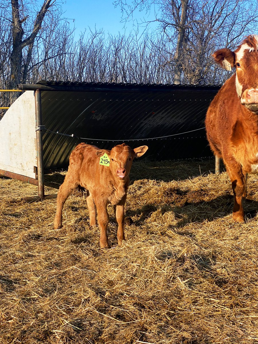 Pretty sure mama coughed and this little lady popped out. #calving