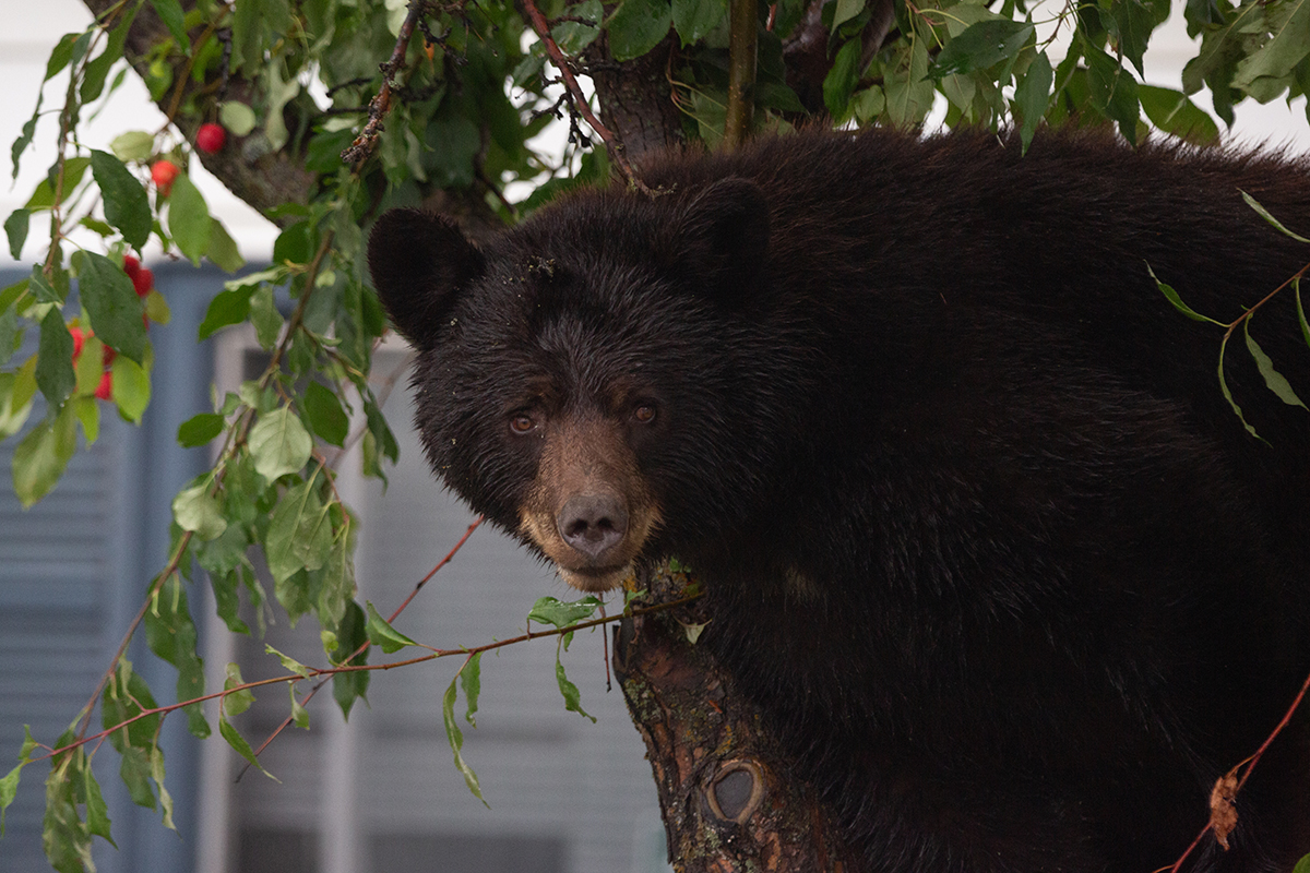 Interested in participating in Parks Canada’s Fruit Tree Replacement Program? Sign up soon to secure a replacement tree for the spring 2024 launch! 🌳 Visit our website to learn more 👉 ow.ly/sziA50R2yfg