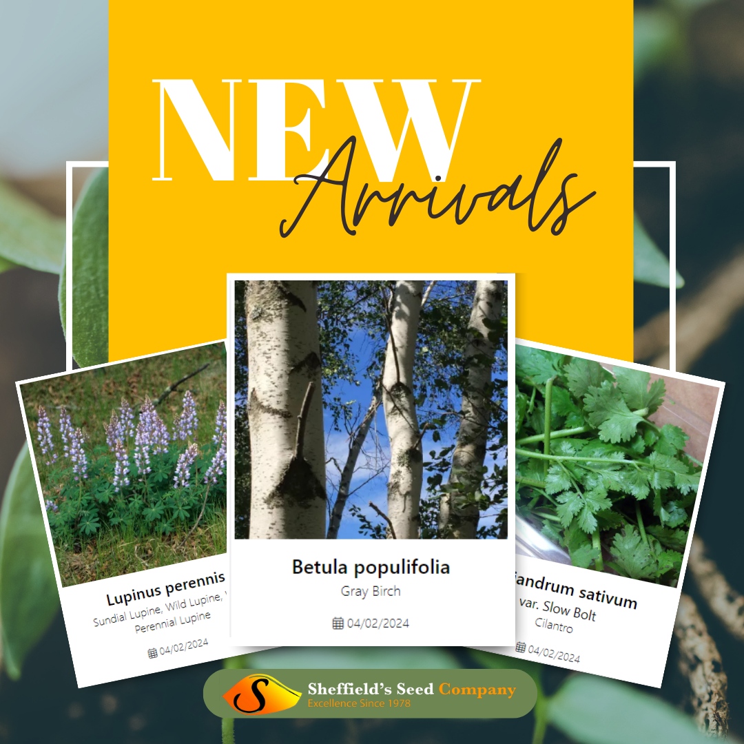 🌱 Sprout into Spring with Sheffield's Seed New Arrivals! 🌼

From vibrant blooms to hearty greens, we've got your growth goals covered! 
sheffields.com/new-arrivals

#NewArrivals #GrowWithSheffields #SeedBank #Seeds #SheffieldsSeedCo #SeedExperts #SeedCompany #GrowYourOwn