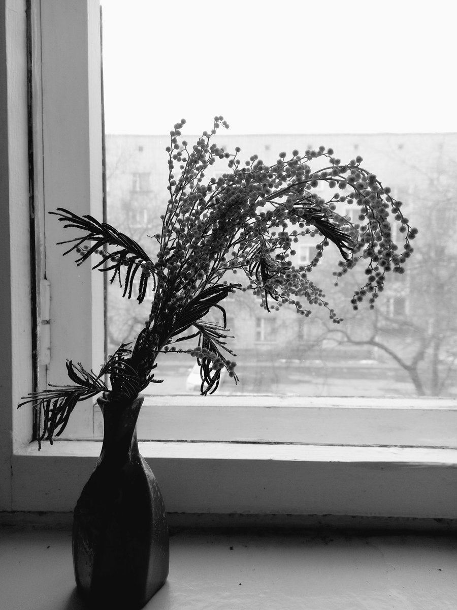 #мимоза #mimosa #цветы #flowers #букет #bouquet #букетцветов #bouquetofflowers #ваза #vase #окно #window #весна #spring #апрель #april #лянгасово #киров #kirov #городкиров #kirovcity #чернобелаяфотография #чёрнобелаяфотография #blackwhitephotography #чернобелоефото