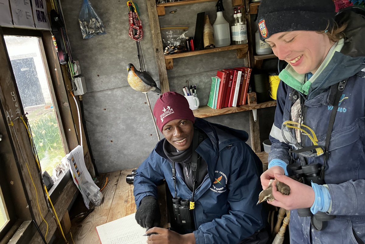 The 27th big Icelandic-type Redwing to be ringed this spring, with @35_jatta scribing for @GwennanOutside. It is unusual to handle this many at this time of year, indeed spring totals since 2013 have varied between one and eight and have totalled 44 prior to this year.