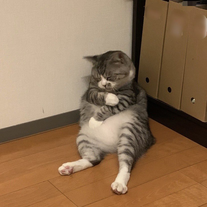 MOEW 喵王🩵😺 tweet media