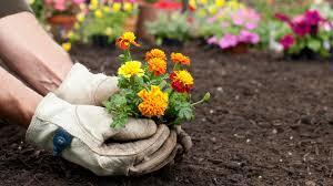 McGovern Beautification Day!  medwayschools.org/article/153675…