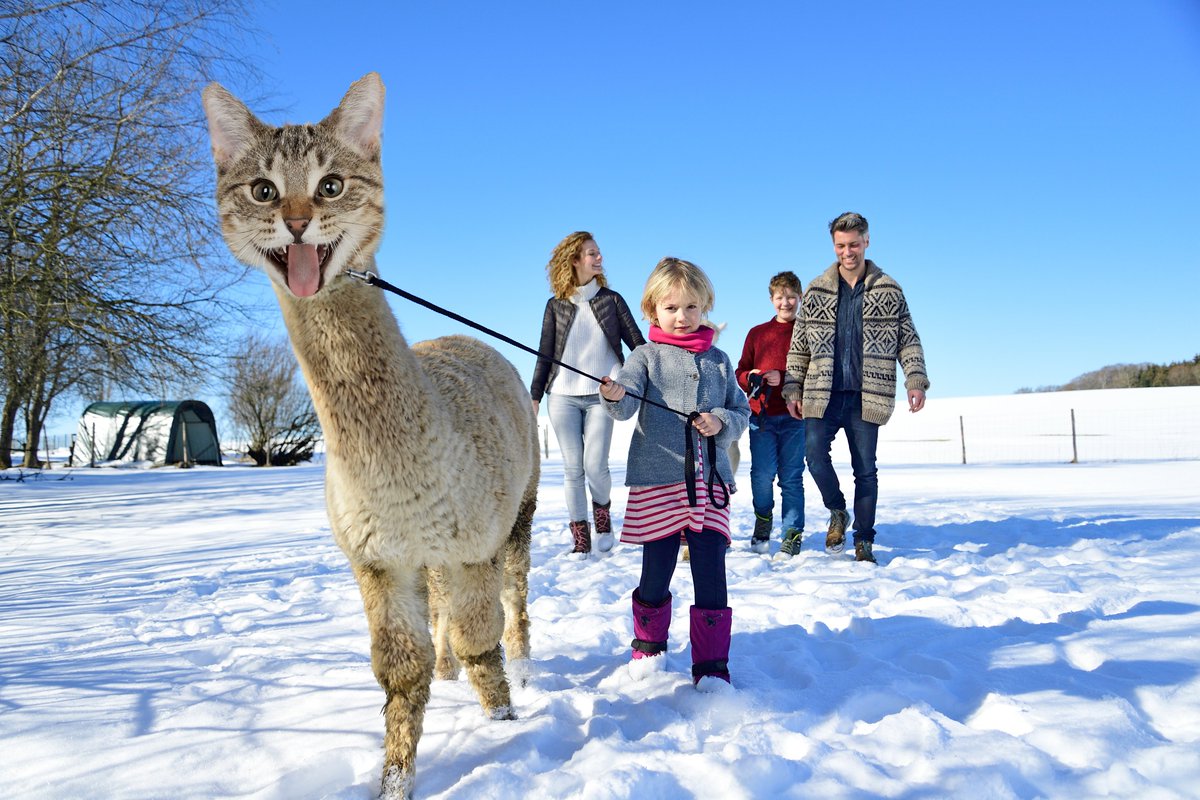 alpacat tweet media