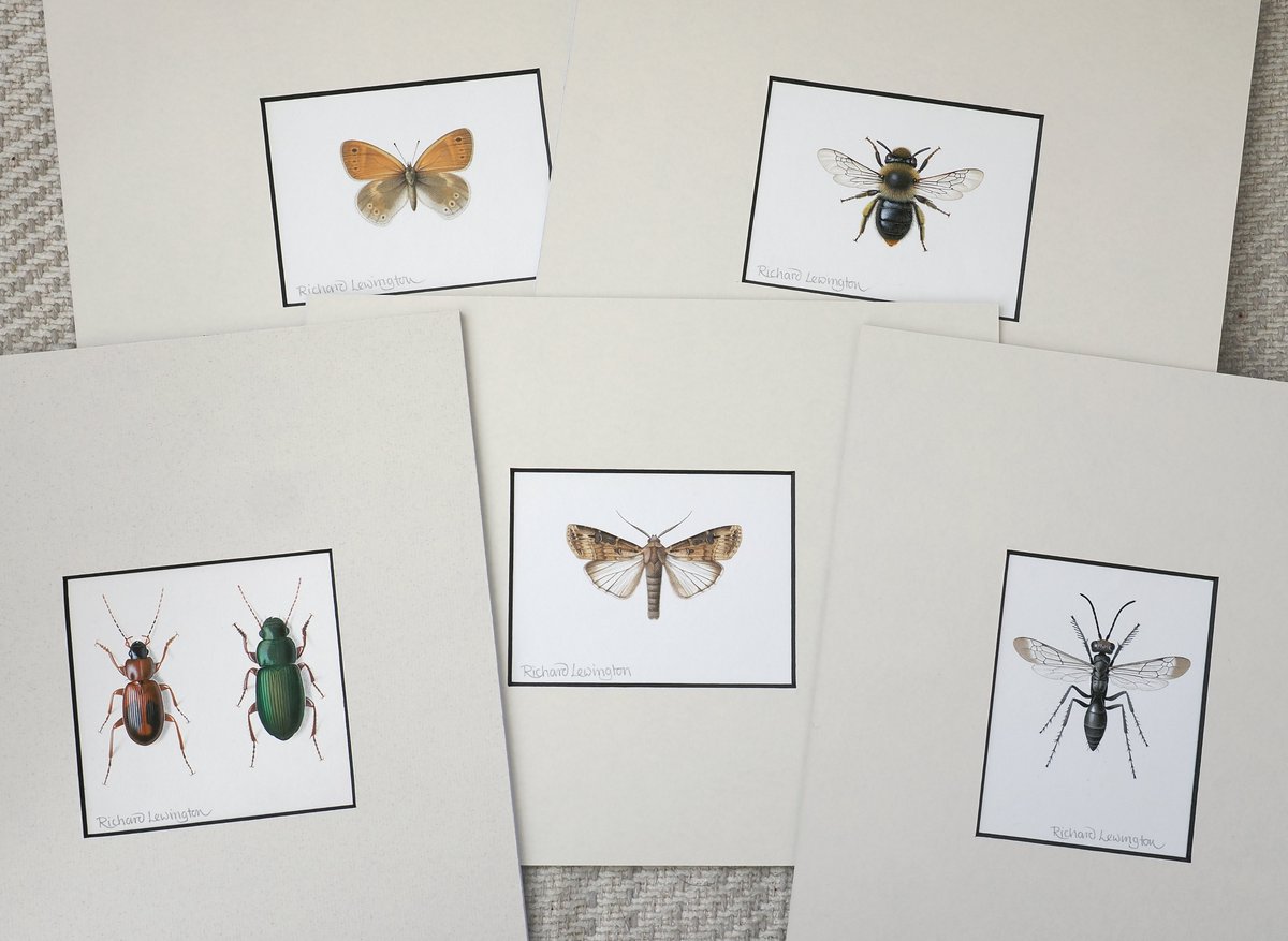 I've just added around 30 small paintings of insects to my website. RTs appreciated richardlewington.co.uk