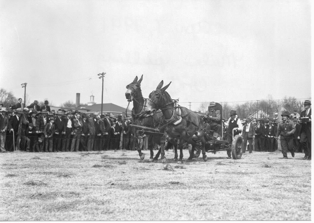 A Mule Day #ThrowbackThursday ↩️ : #MuleDay has been a popular Columbia tradition since the 1840s. The first official Mule Day was held in 1934, which consisted of a mule show in Downtown Columbia + the Mule Day Parade. #CityofColumbiaTN