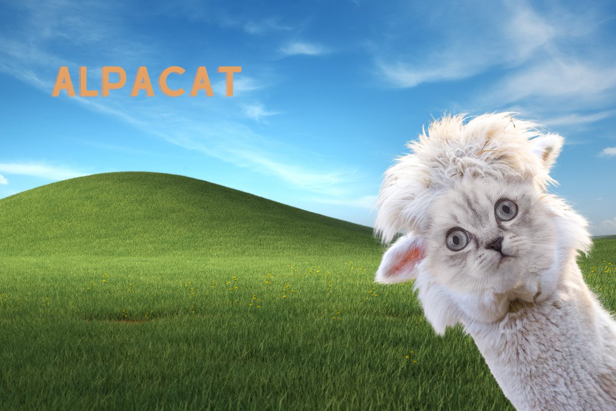 alpacat tweet media