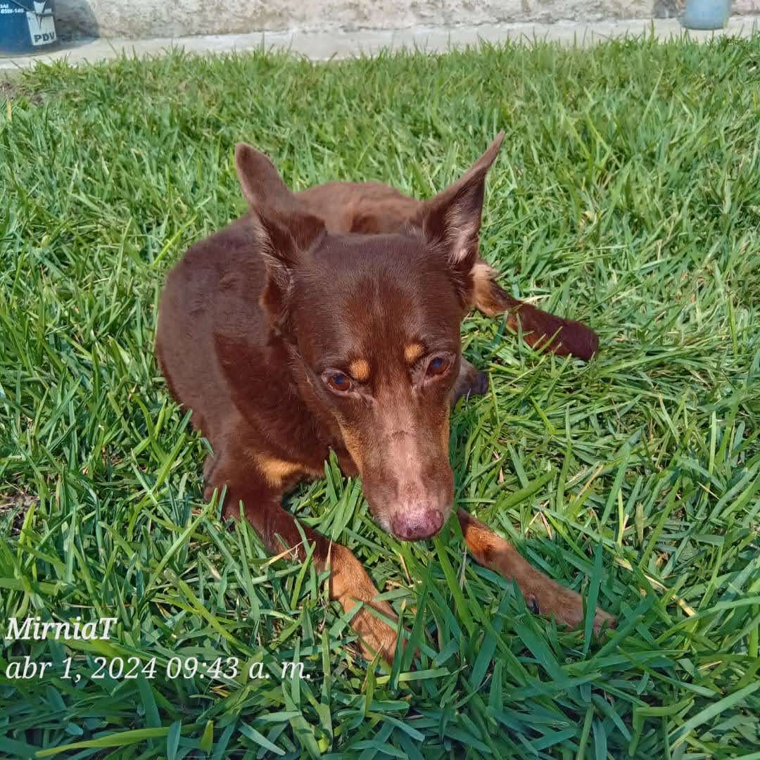 MirniaT's tweet image. De Canelita debo el traslado y la consulta.