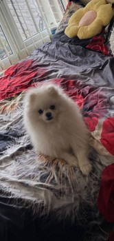 BINGO HOME SAFE. THANKS FOR RT's😊🐕🐾 

🆘3 APR 2024 #Lost BINGO #ScanMe 
YOUNG White Pomeranian Male 
Windsor Road #SunburyOnThames #Sunbury #Surrey #TW16 
doglost.co.uk/dog-blog.php?d…