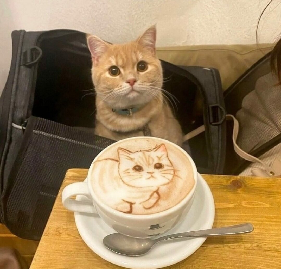 cats with powerful impression 🐾 tweet media