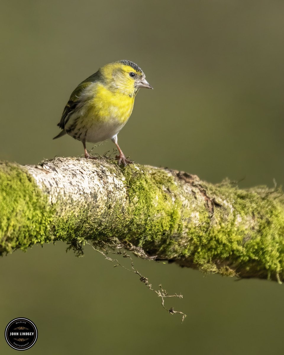 Despite the wet and miserable weather today, I'm finding solace in nature's beauty. Here's another shot from my recent Siskin photo session at Clough Head. Let these vibrant yellows brighten your day! Wishing everyone a wonderful Thursday. 🌼 #BBCWildlifePOTD @UKNikon